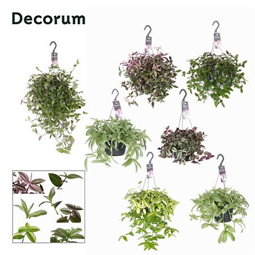 Tradescantia Mix