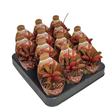 Peperomia Graveolens Ruby Glow Potcover