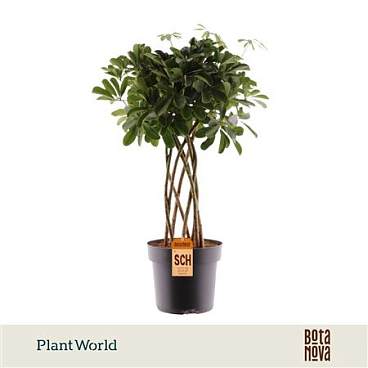 Schefflera Nora Tube(decorum)