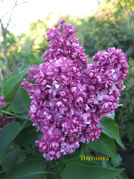 Сирень обыкновенная Вероника