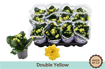 Kal Ros Yellow