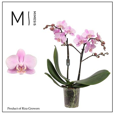 Phal 2st Beaution  22+ (mimesis)