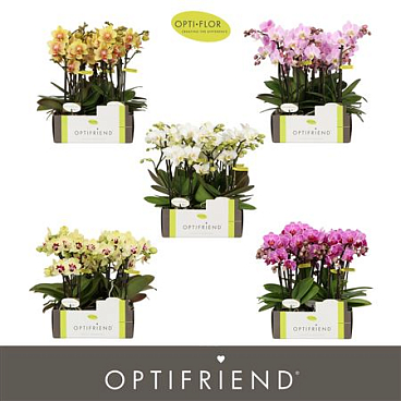 Phal 3st Colour Per Tray 10+ (opti)