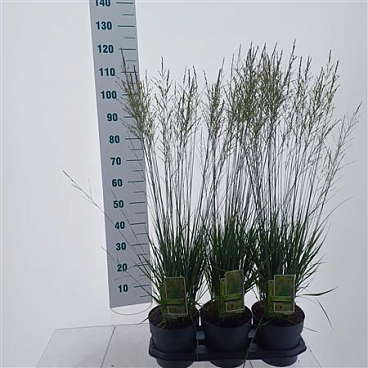 Molinia Caerulea Moorflamme