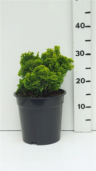 Кипарисовик туполистный Нана Ауреа