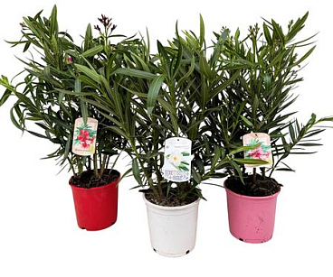 Nerium Oleander