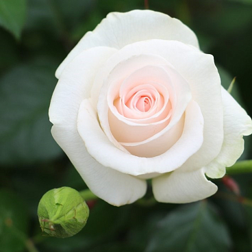 Роза чайно-гибридная Акито