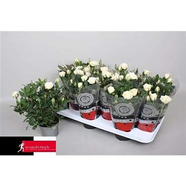 Роза кордана белая