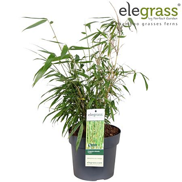 Fargesia Robusta Pingwu
