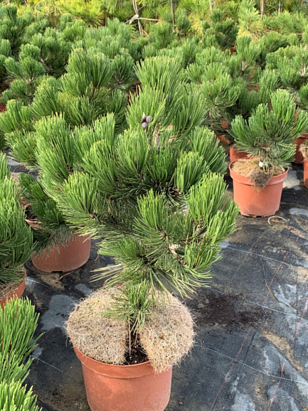 Сосна гельдрейха Компакт Гем