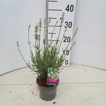 Lavandula An Artic Snow