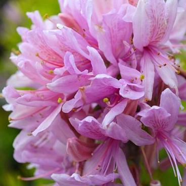 Азалия нэп-хилл Орхид Лайтс