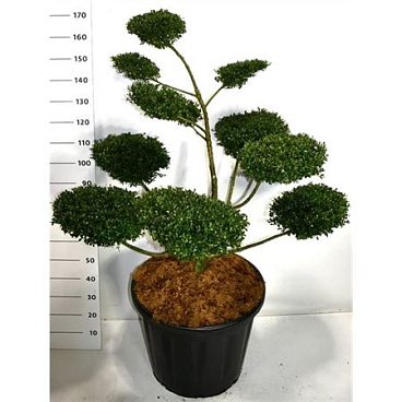Ilex Crenata Glory Gem