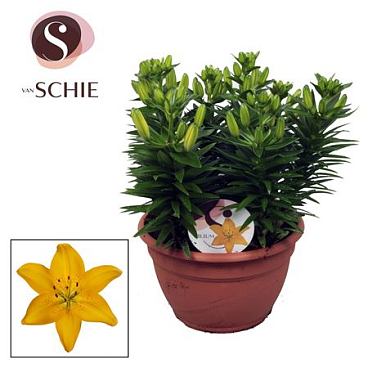 Lilium As Golden Matrix Bowl 9pp