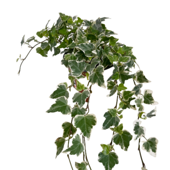 Хедера хеликс Вайт Вандер