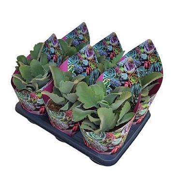 Kalanchoe Beharensis Potcover