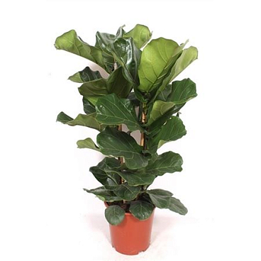 Ficus Lyrata 2pp
