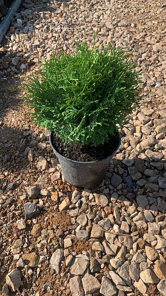 Туя западная Хозери