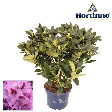 Rhododendron Hortinno Lila Flame