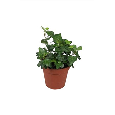 Hedera Green Wonder
