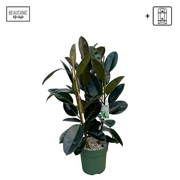 Ficus El Mandela 3pp