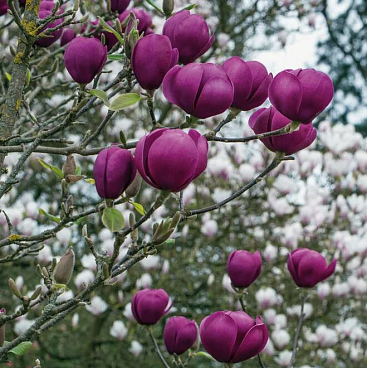 Магнолия гибридная Блэк Тюлип в тубе