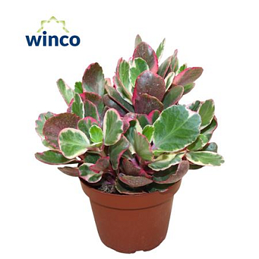 Kalanchoe Variegata Multicolor