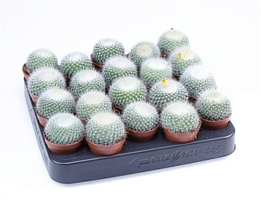 Parodia Chrysacanthum E