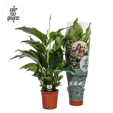 Spath Sweet Silvana 2+ (air So Pure)