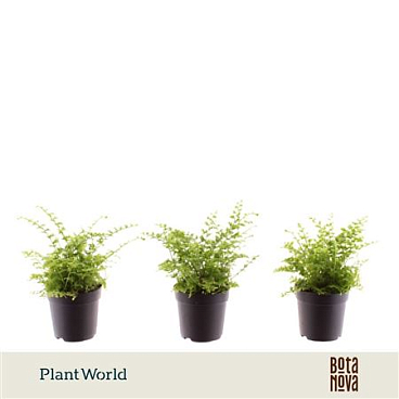 Nephrolepis Green Fantasy (decorum)