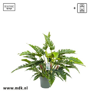 Philodendron Narrow Escape