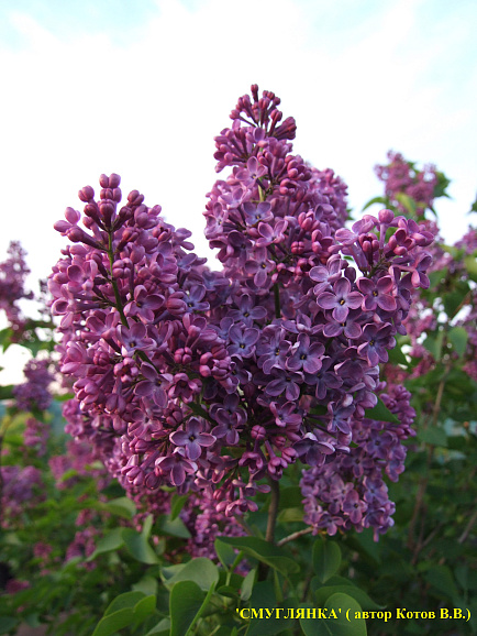 Сирень обыкновенная Смуглянка