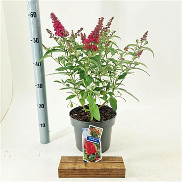 Buddleja Dav Butterfly Candy Little Ruby