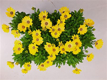 Osteospermum Solana