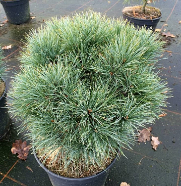 Сосна веймутова Сиа Урчин