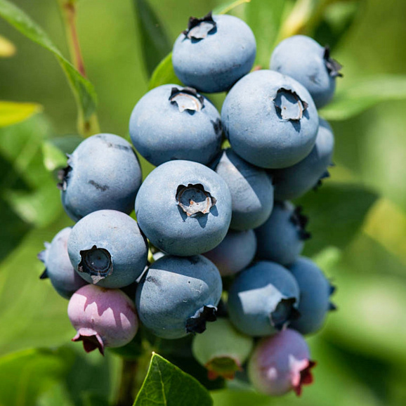 Голубика высокорослая Джерсей