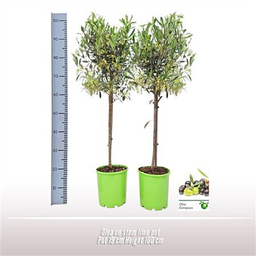 Olea Europaea On Stem