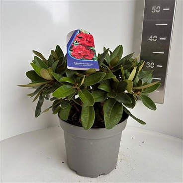 Rhodo (y) Bolkens Roter Stern