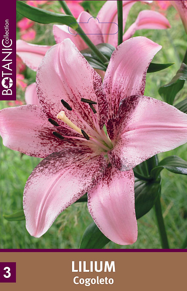Лилия ла-гибрид Коголето