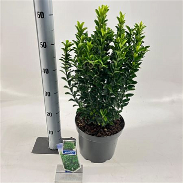 Euonymus Jap Microphyllus
