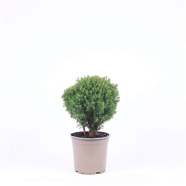 Thuja Occ Teddy
