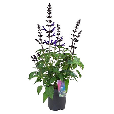 Salvia Salgoon Lake Blueberry