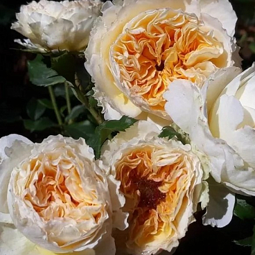 Роза флорибунда Биатрис