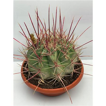Fero Hamatacanthus Bowl