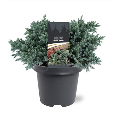 Juniperus Squamata Blue Star