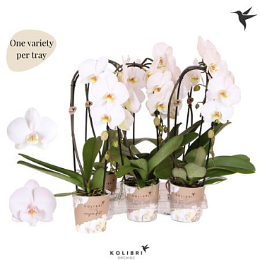 Phal 1st Cascade Wit Mut (ok)