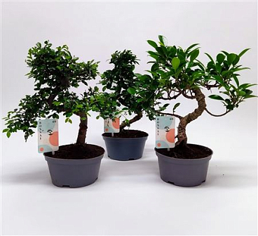 Bonsai Mix