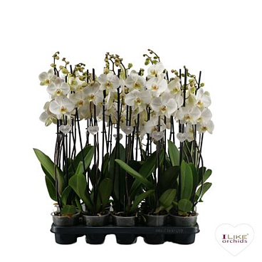 Phal 3st White 20+ (levo)