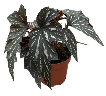 Begonia Aiai