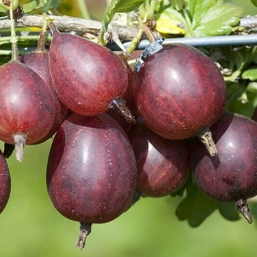 Крыжовник Серенада